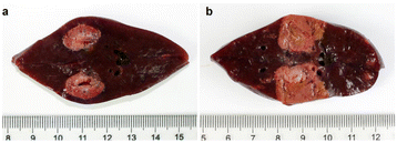 Fig. 3 (abstract O22).