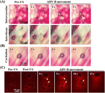 Fig. 1 (abstract O42).