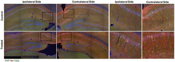 Fig. 1 (abstract O7).