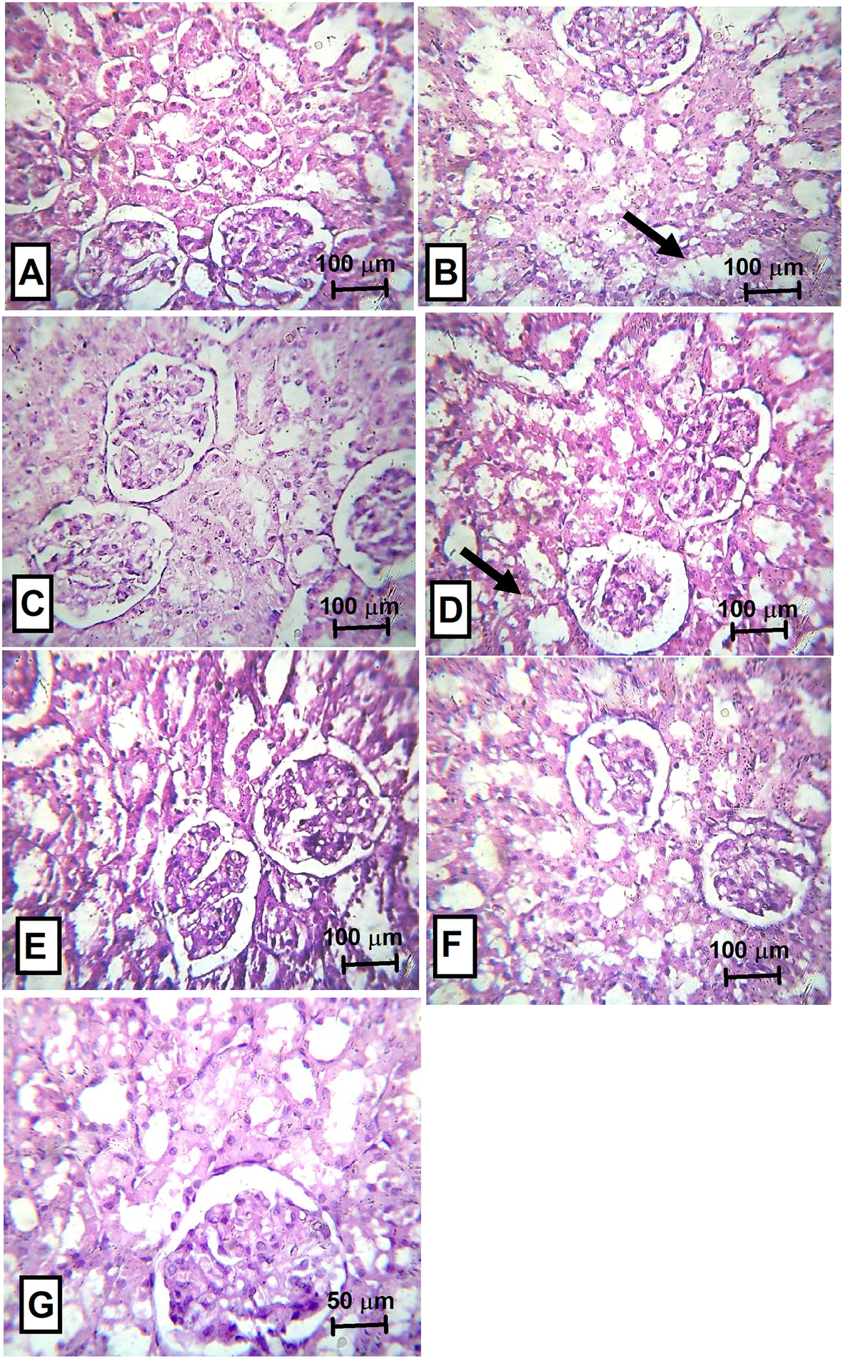 Fig. 8