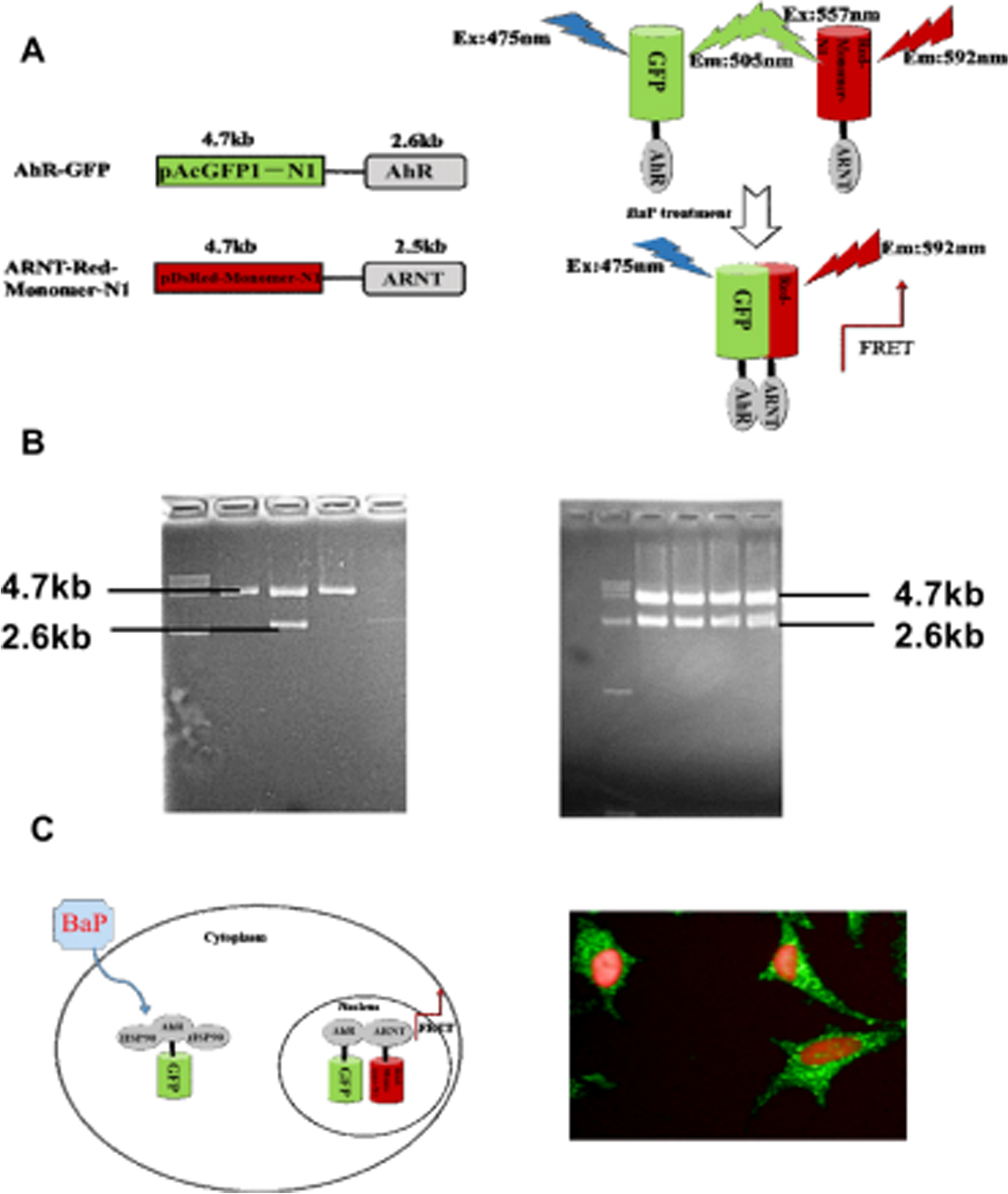 Fig. 2