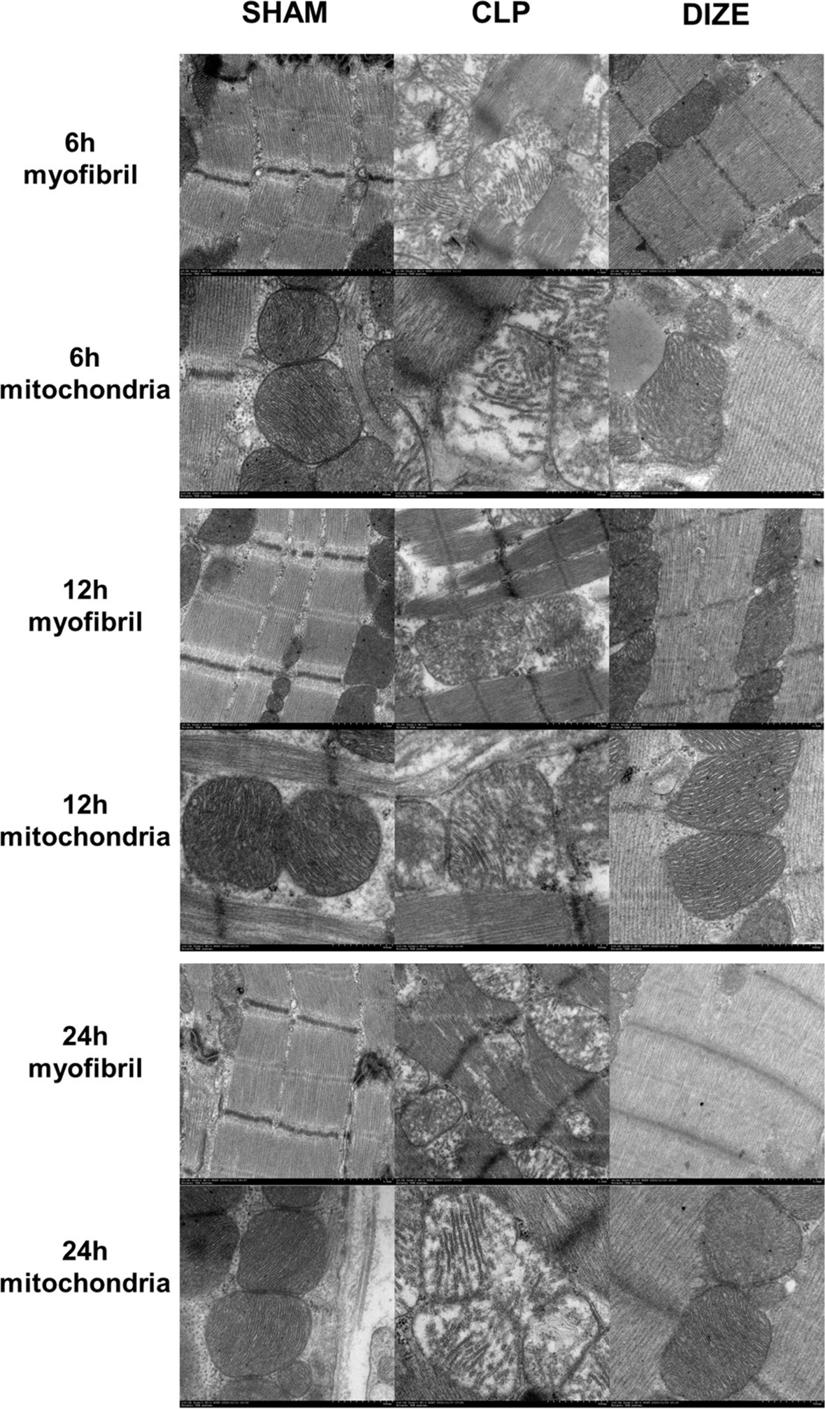 Fig. 8