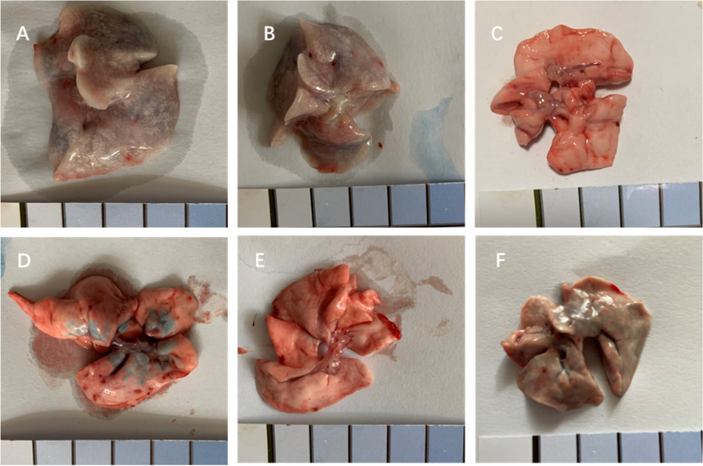 Fig. 8