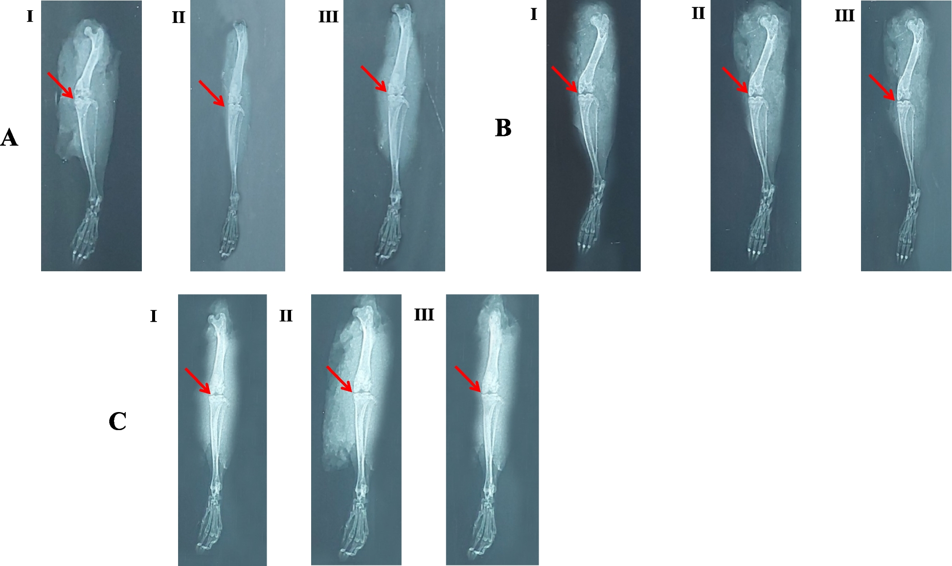 Fig. 8