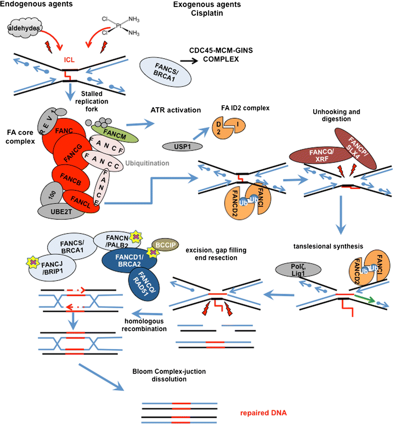 Fig. 7