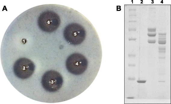 Fig. 8