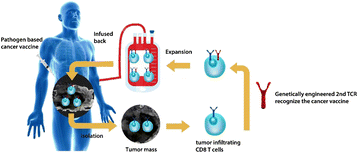 Fig. 1 (abstract P204).