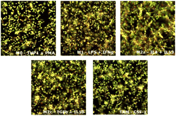 Fig. 1 (abstract P519).