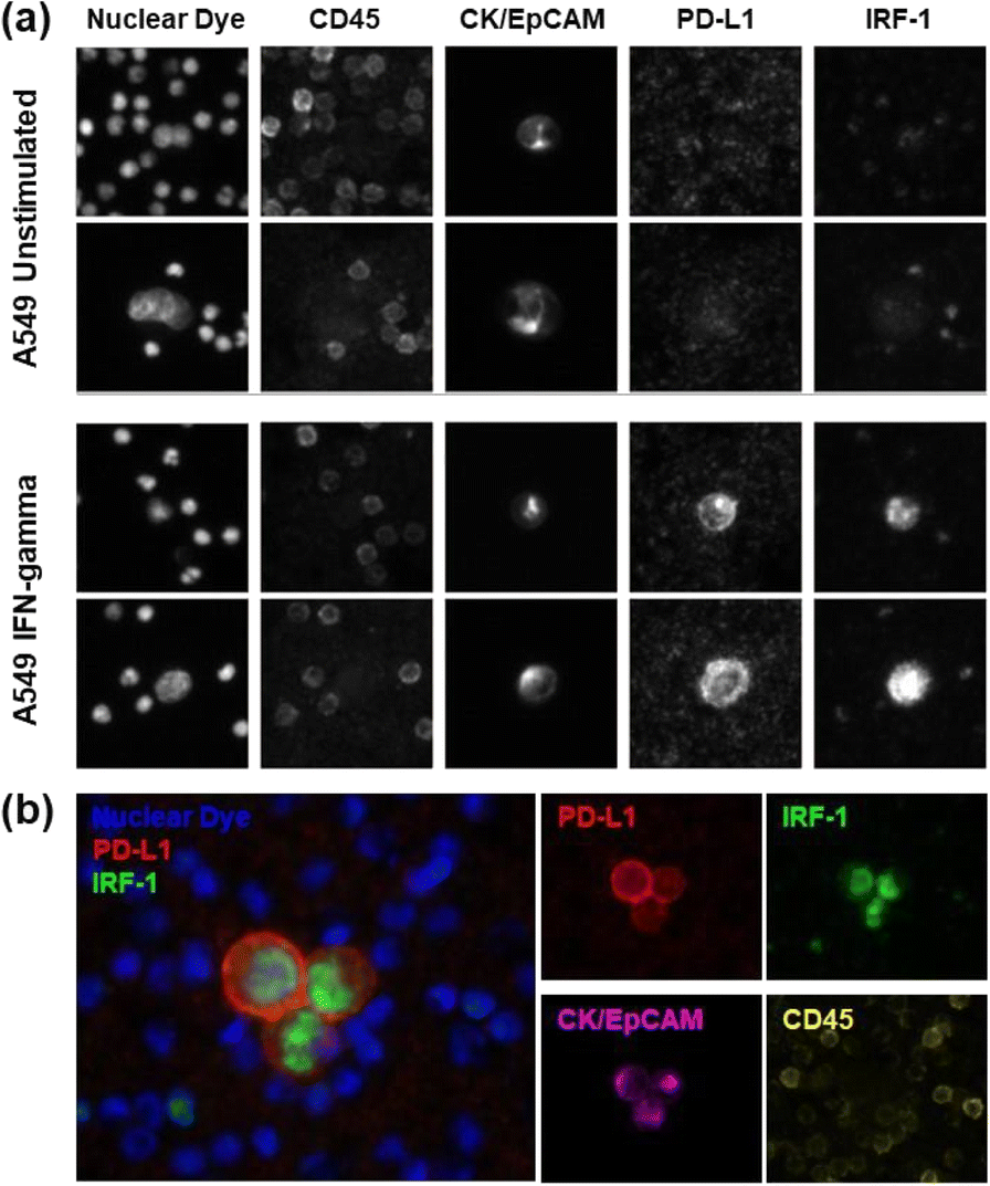 Fig. 1 (abstract P64).