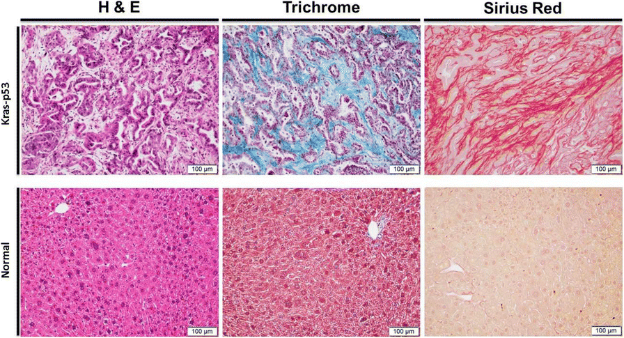 Fig. 1 (abstract P498).