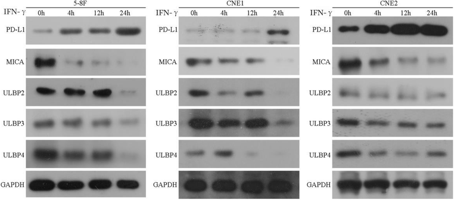 Fig. 2 (abstract P544).