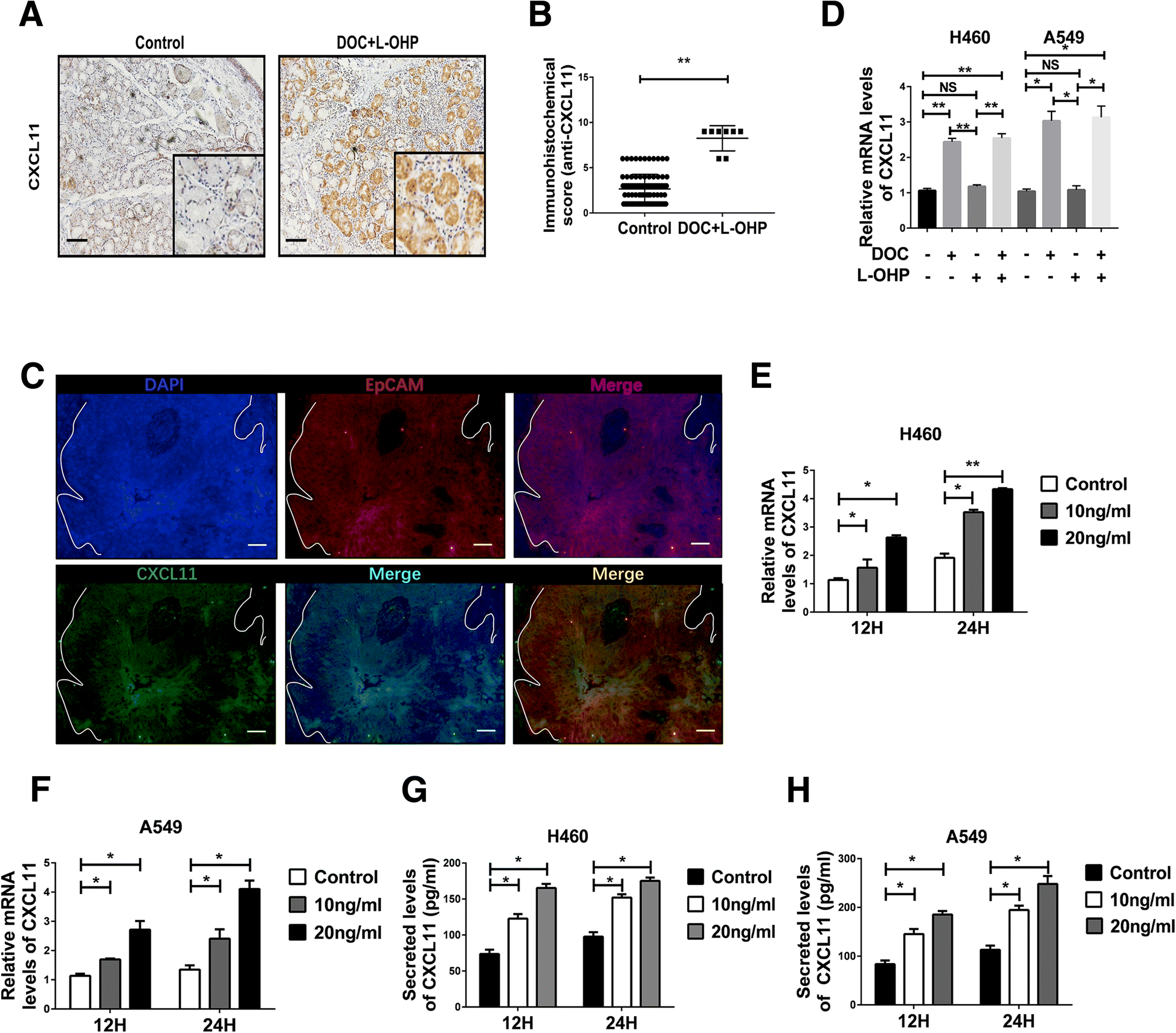 Cancer Cell Secreted Cxcl11 Promoted Cd8 T Cells Infiltration Through Docetaxel Induced Release Of Hmgb1 In Nsclc Journal For Immunotherapy Of Cancer Full Text