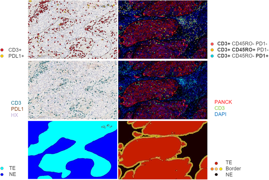 Fig. 1 (abstract P39).