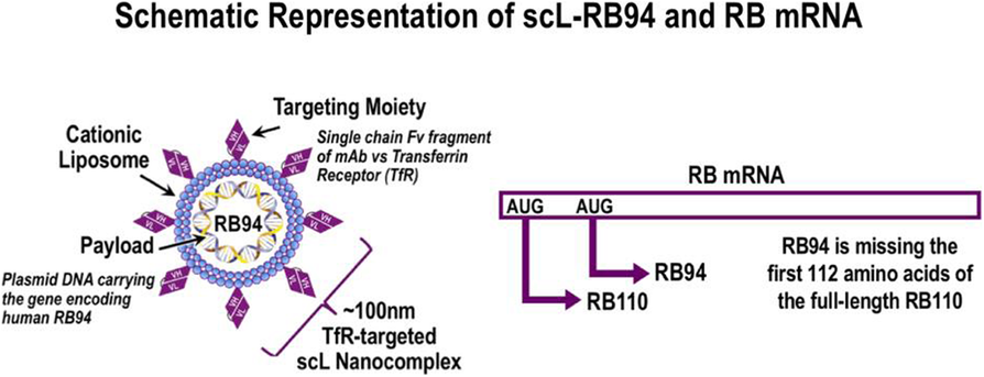 Fig. 1 (abstract P631).