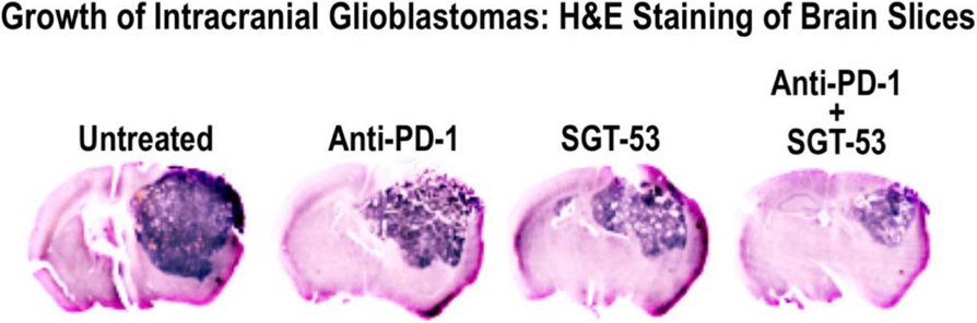 Fig. 3 (abstract P523).