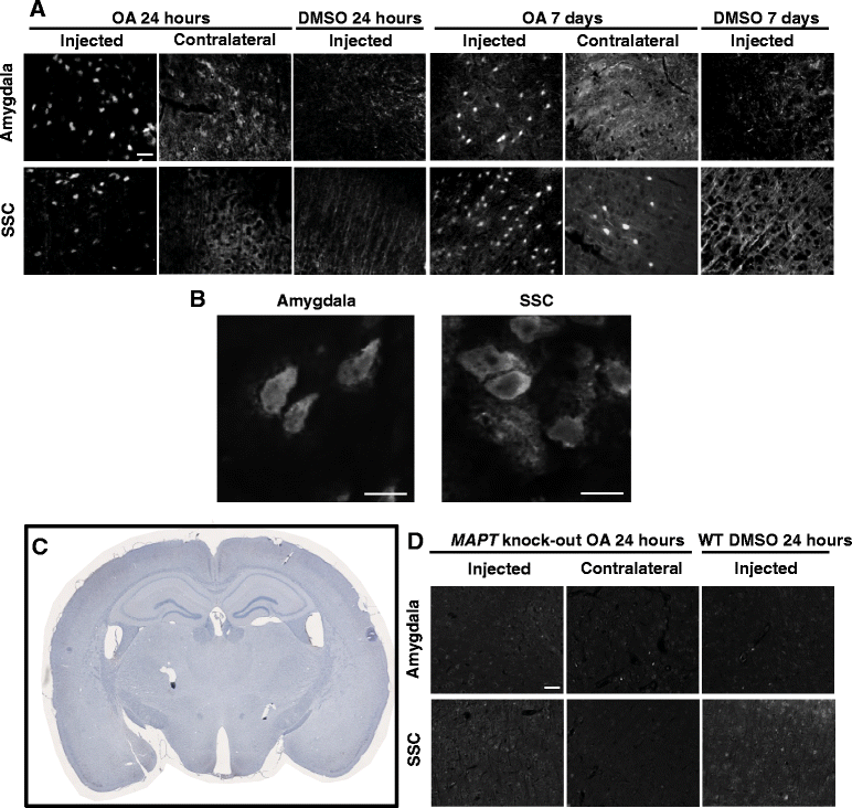 Fig. 8