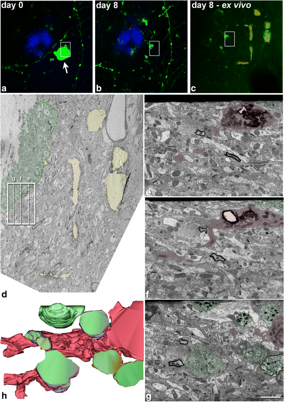 Fig. 6