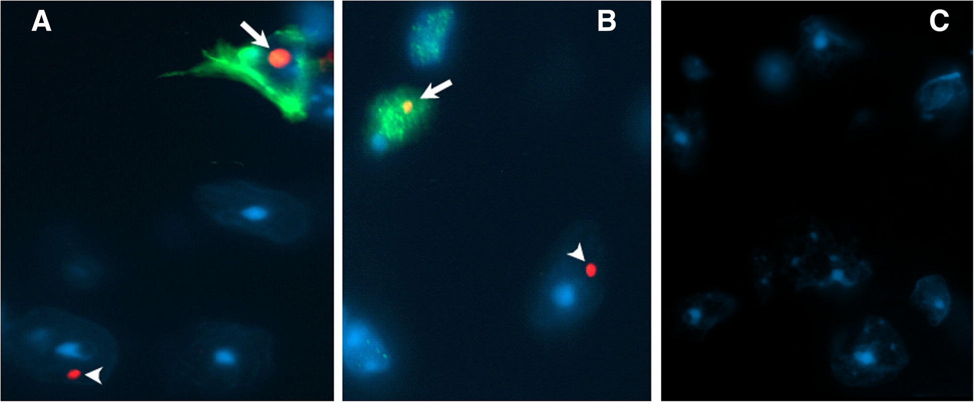 Fig. 10