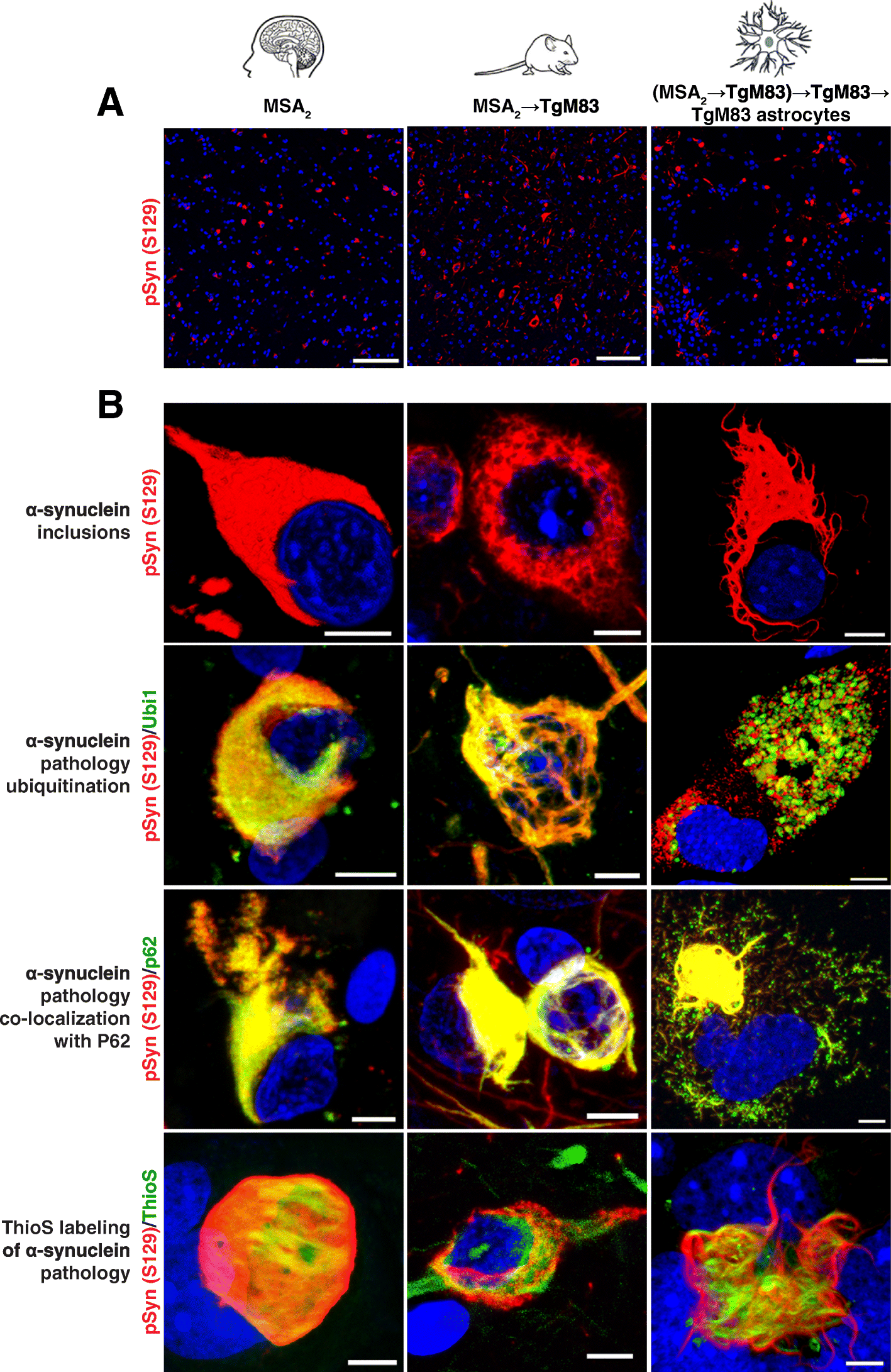 Fig. 8