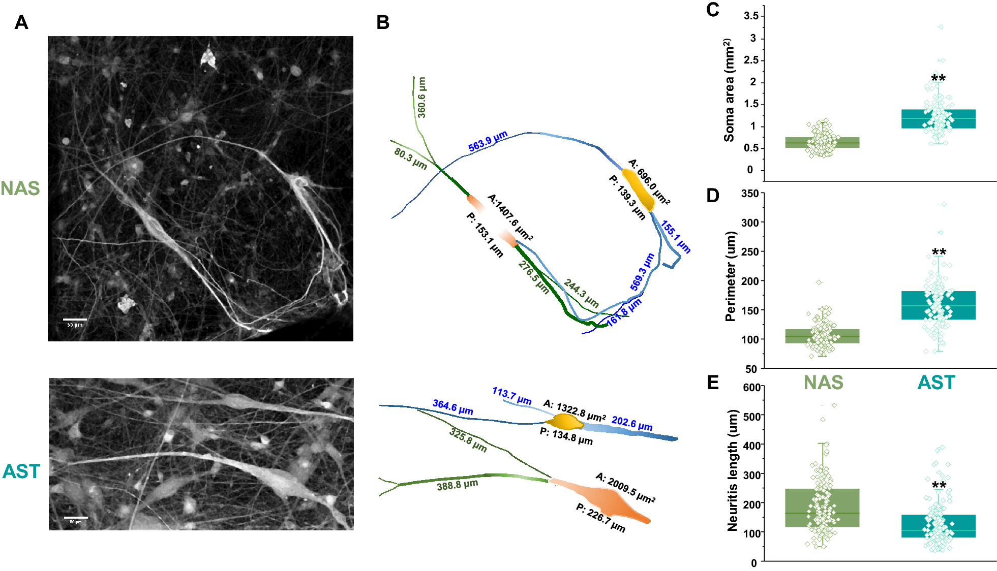 Fig. 12