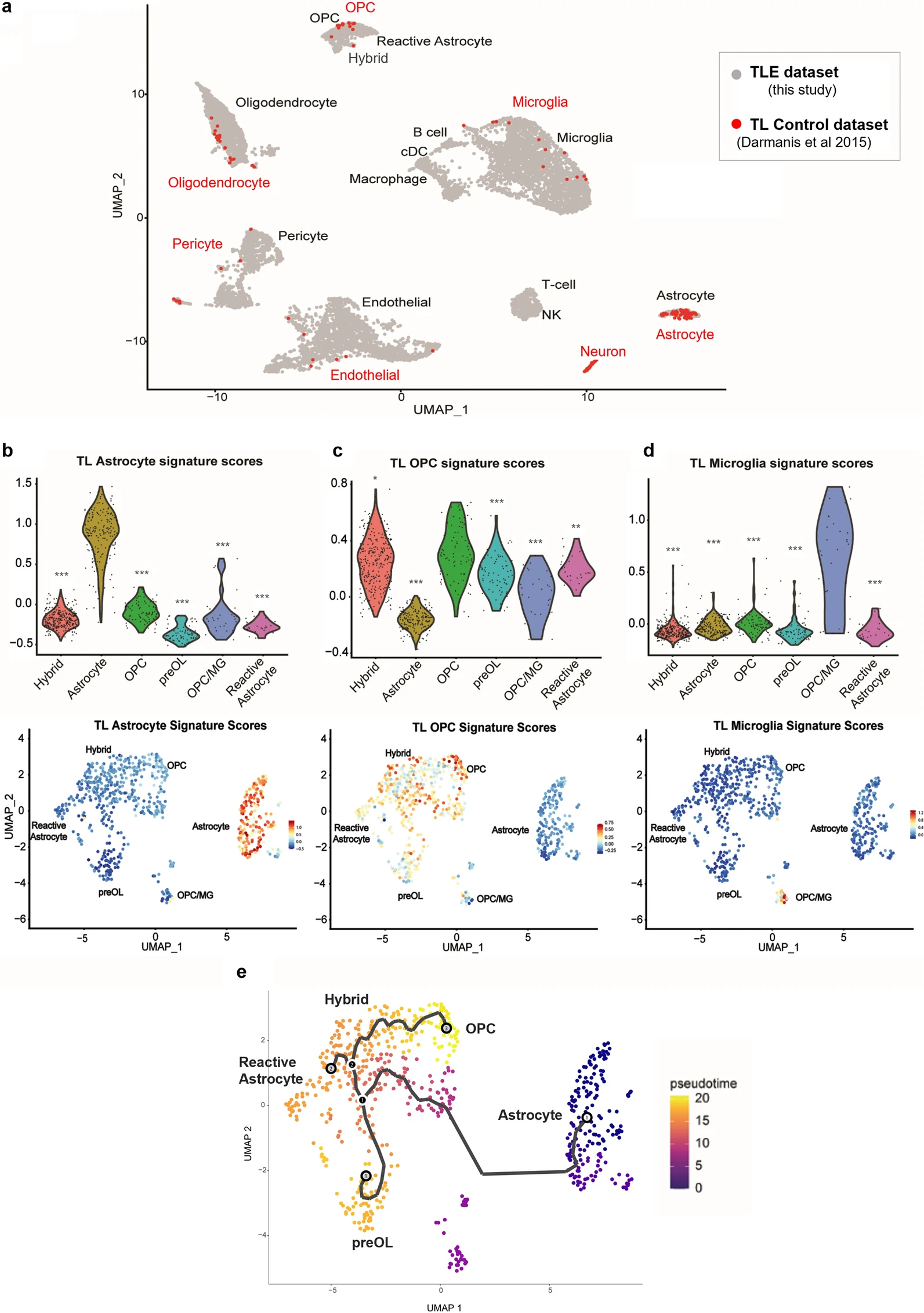 UMAP plot comparing TLE and control datasets. Cell type specific signature scores. Pseudotime lineage trajectory analysis showing astrocytes as a root population leading into reactive astrocytes.