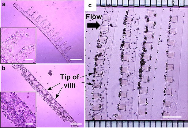 Fig. 5