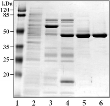 Fig. 4