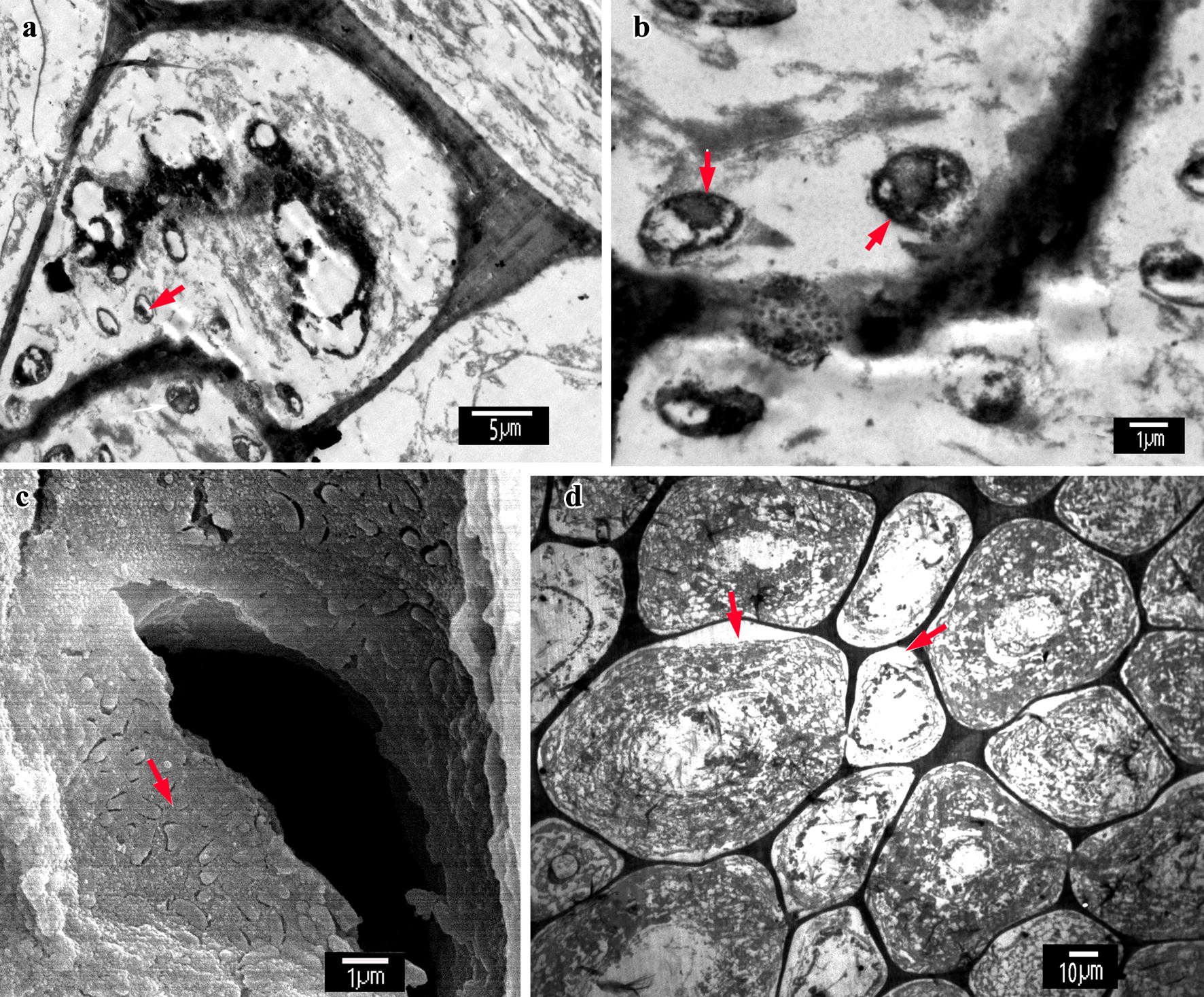 Fig. 6