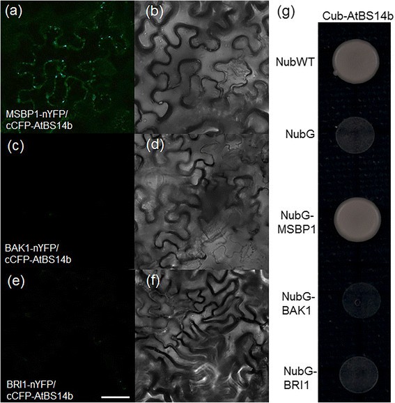 Figure 6