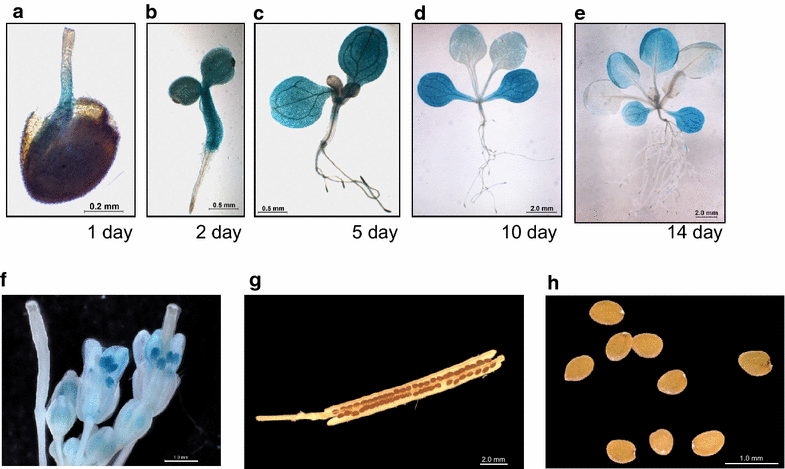 Fig. 2