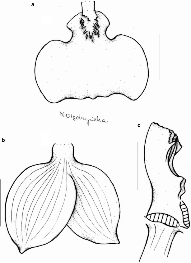 Fig. 19