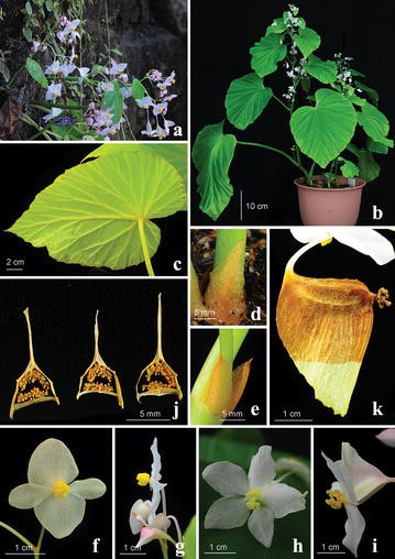 Fig. 2