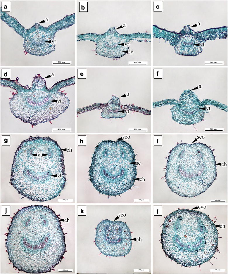 Fig. 5