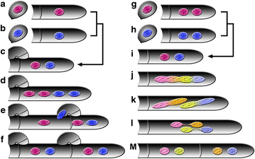 Fig. 2