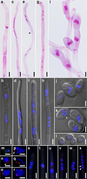 Fig. 4