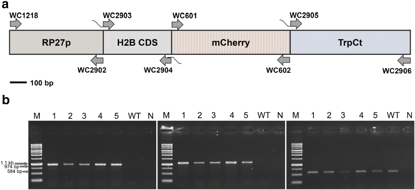 Fig. 1