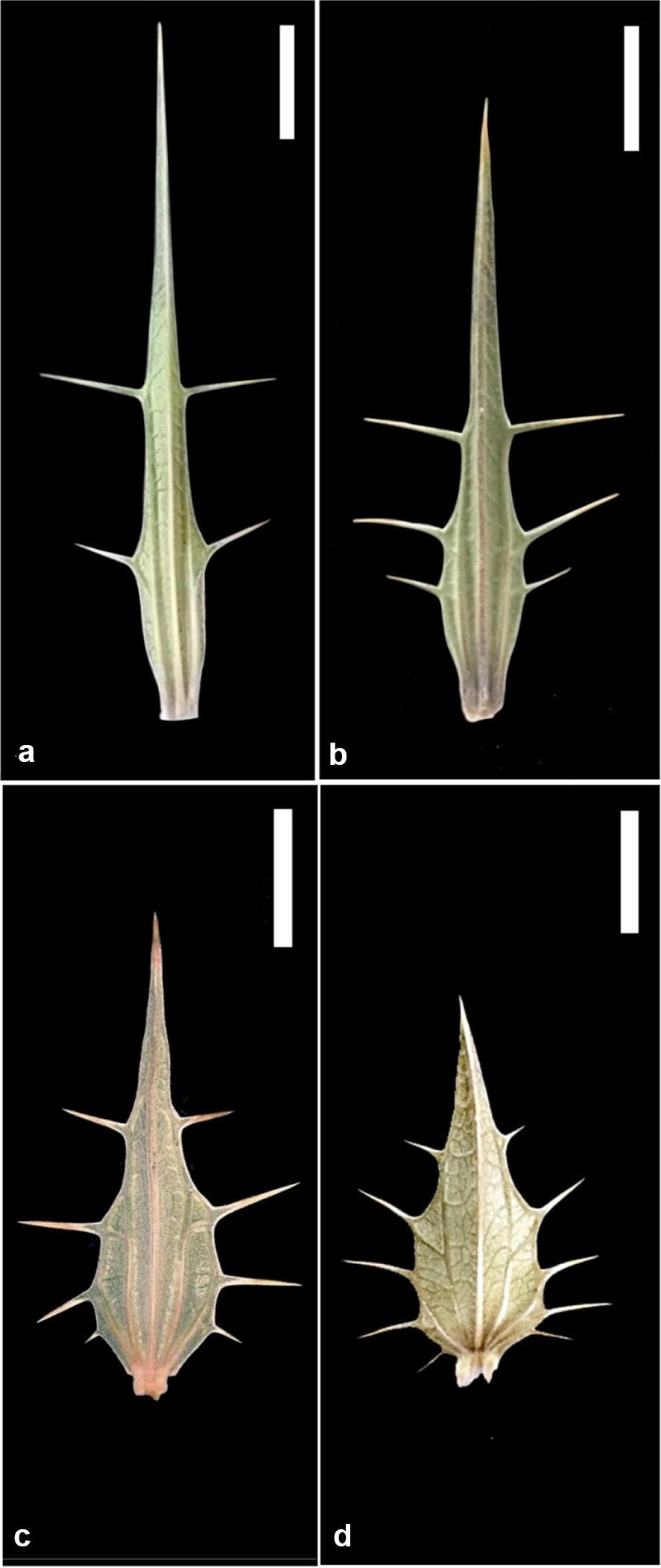 Fig. 3