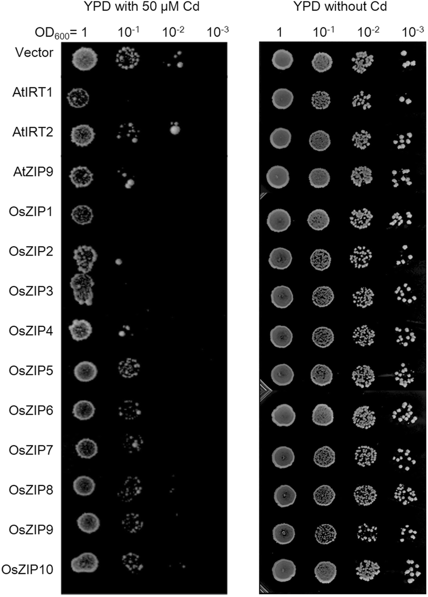 Fig. 3