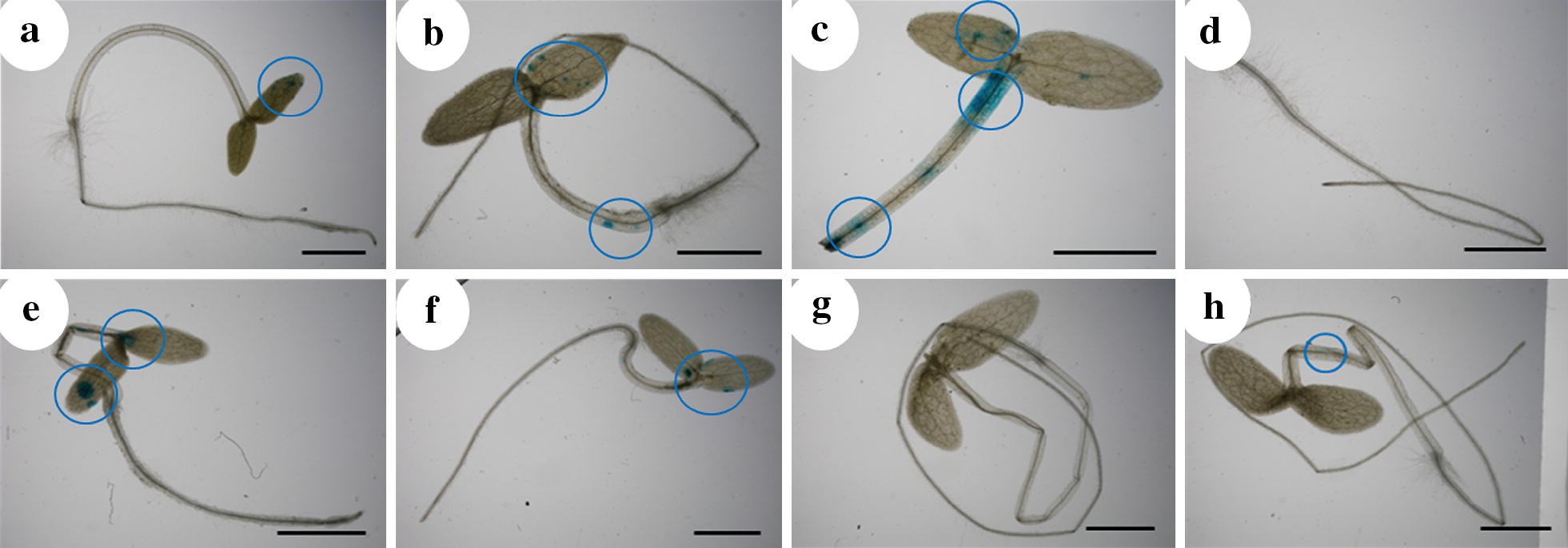 Fig. 2