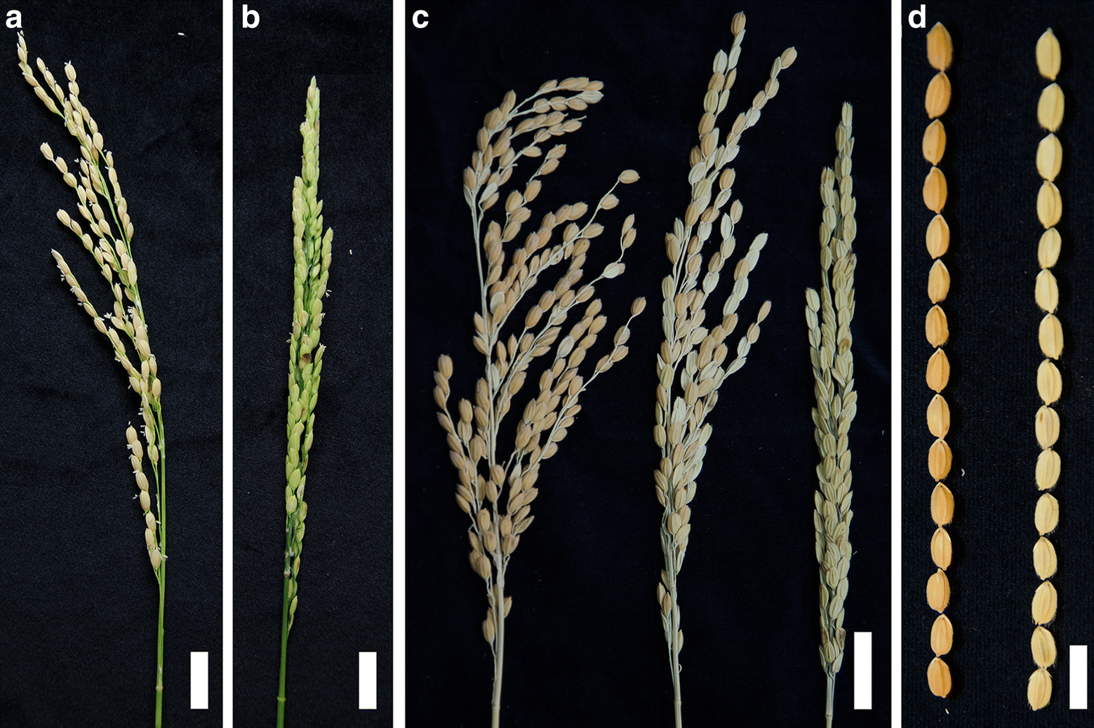 Fig. 1