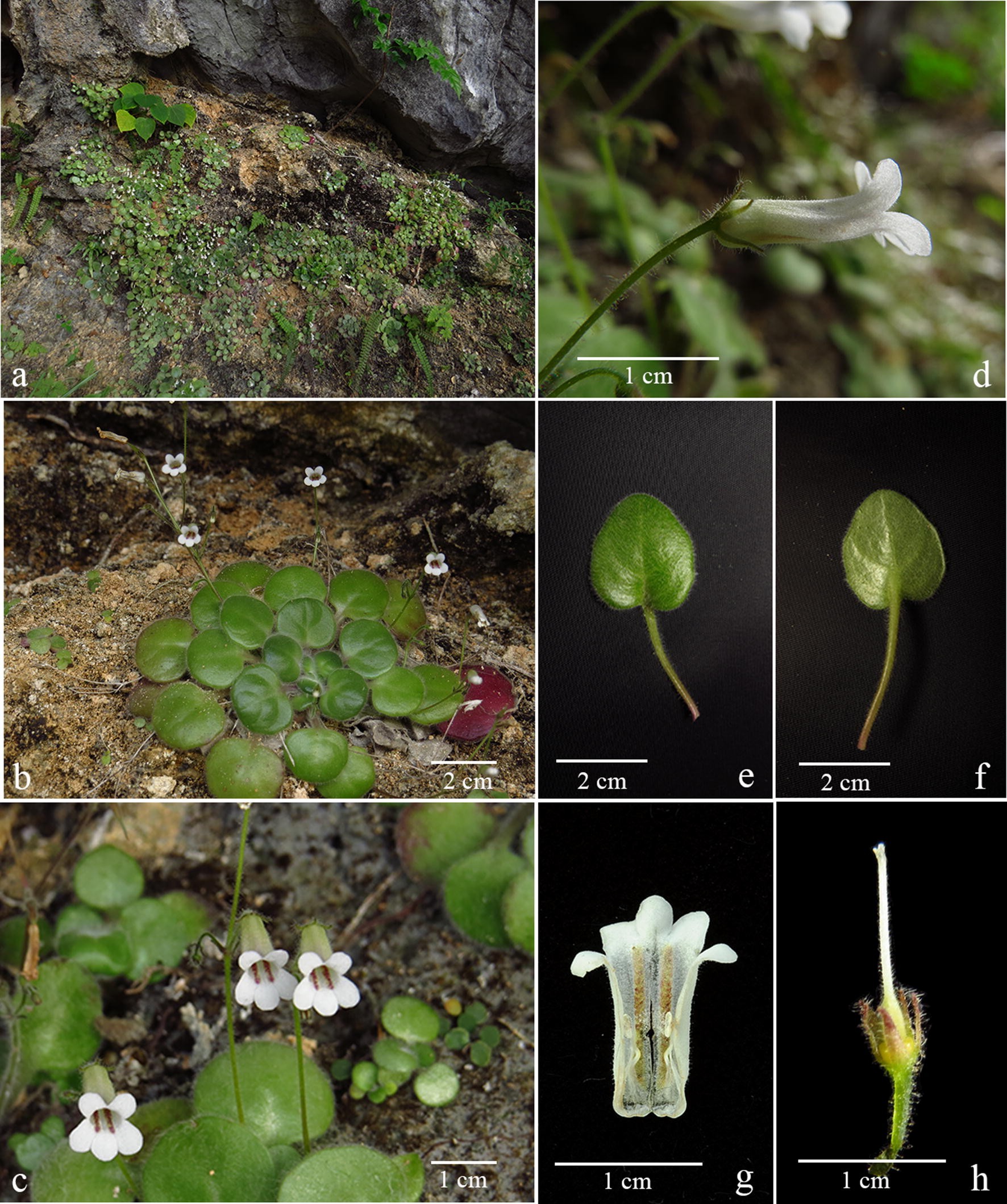 Figure 12 Molecular Systematics Of Chiritopsis Like Primulina Gesneriaceae One New Species One New Name Two New Combinations And New Synonyms Springerlink
