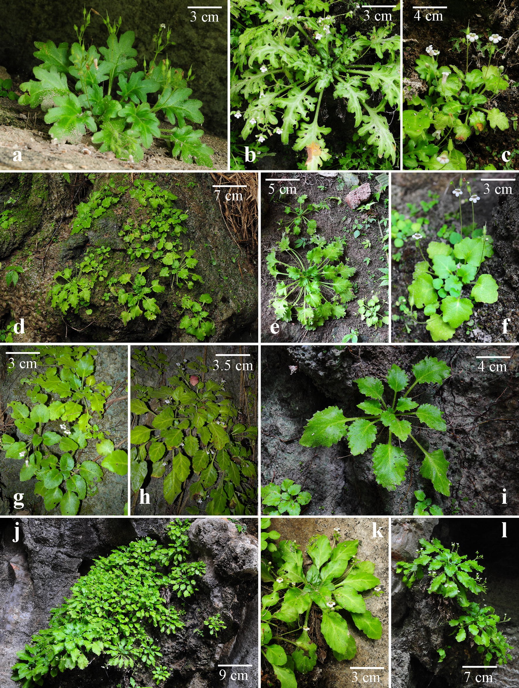 Fig. 7