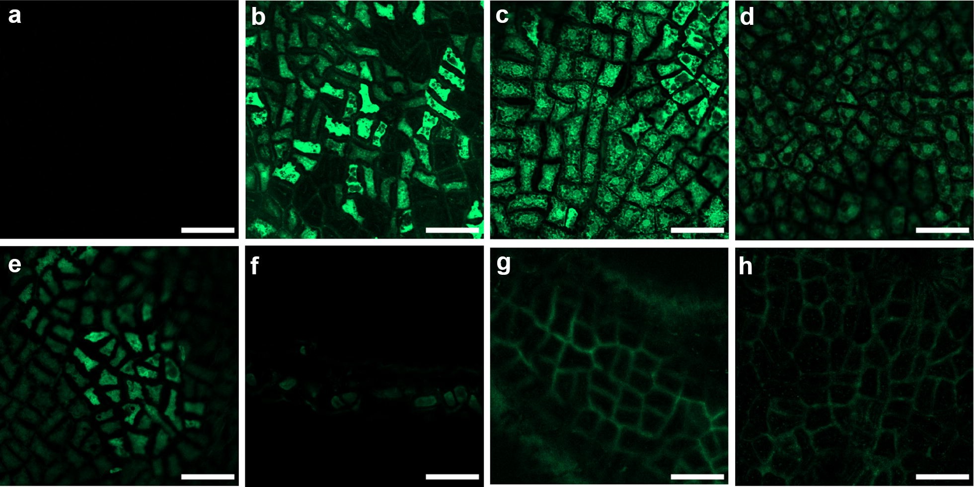 Fig. 4