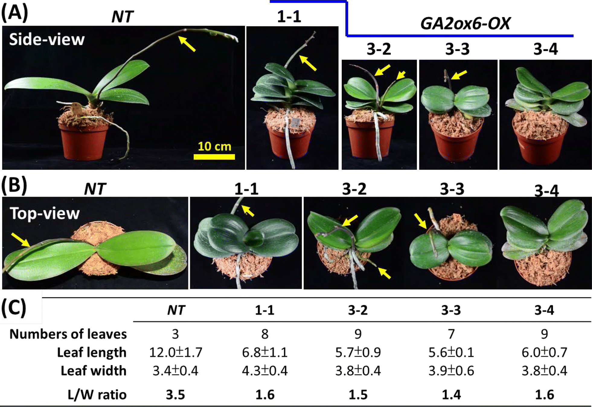 Fig. 3