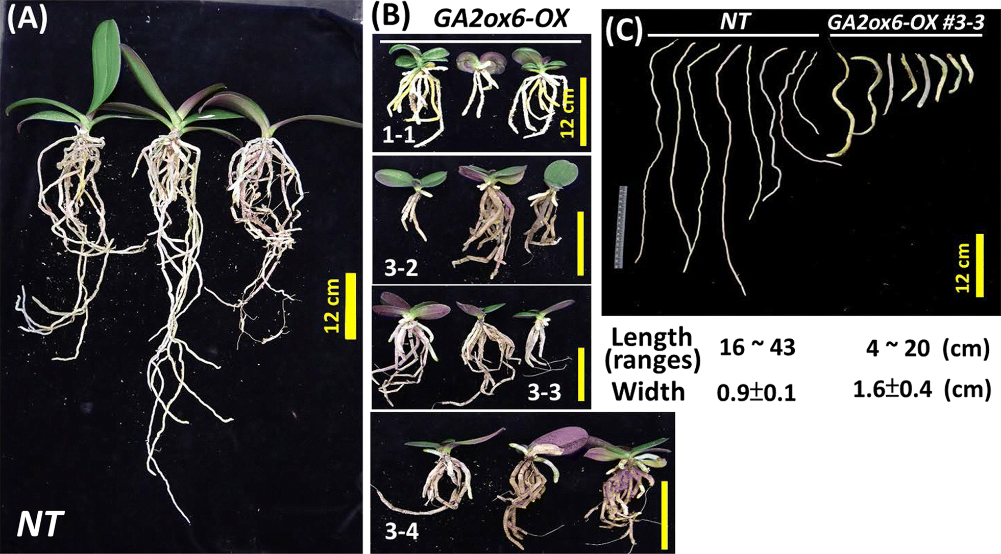 Fig. 4