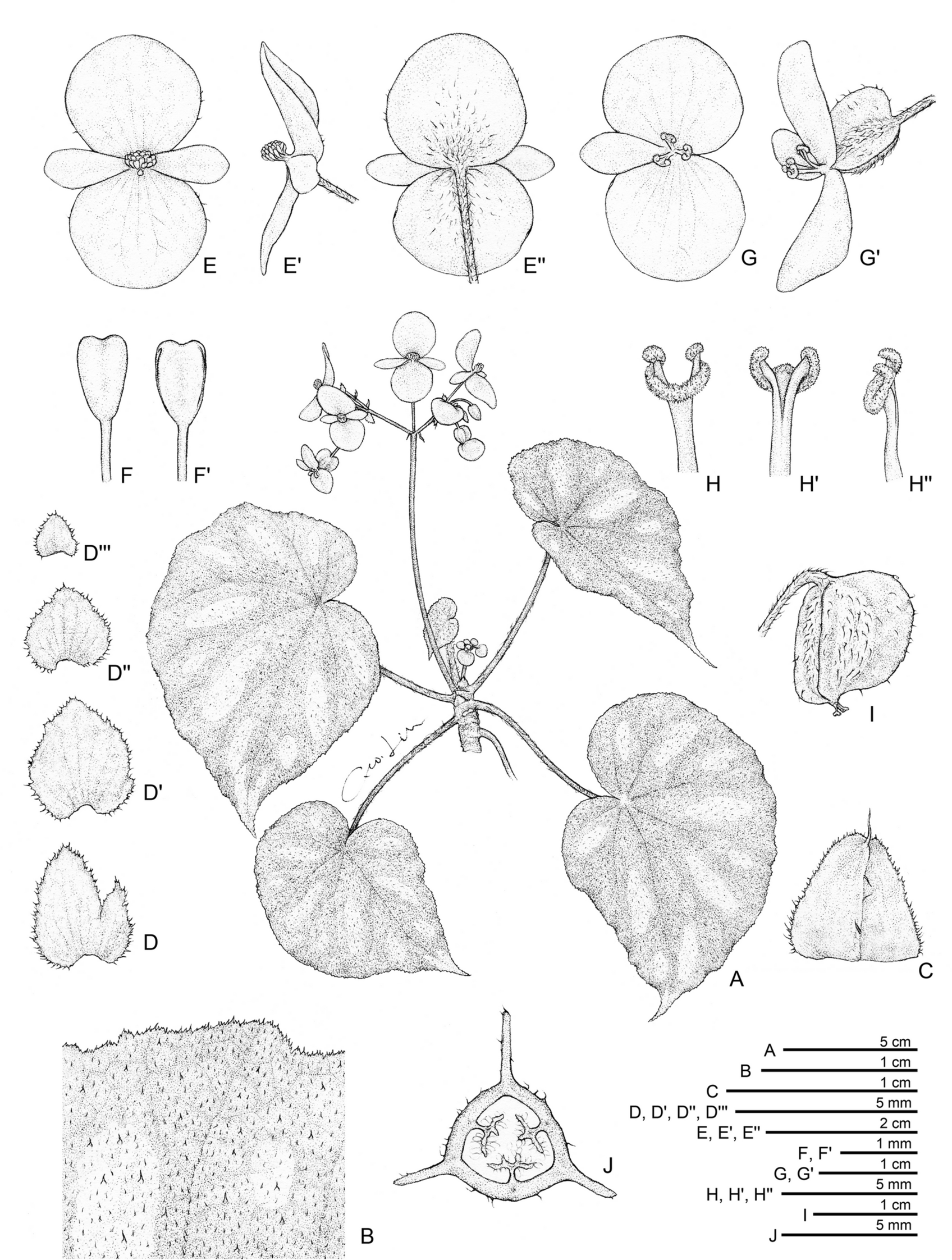 Fig. 12