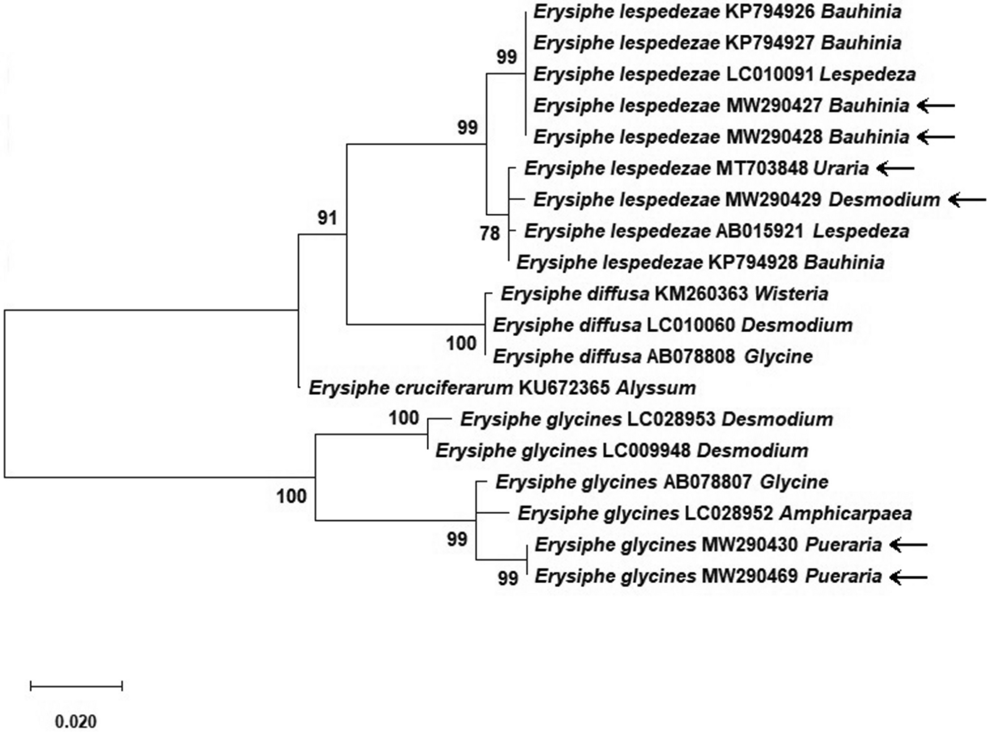 Fig. 1