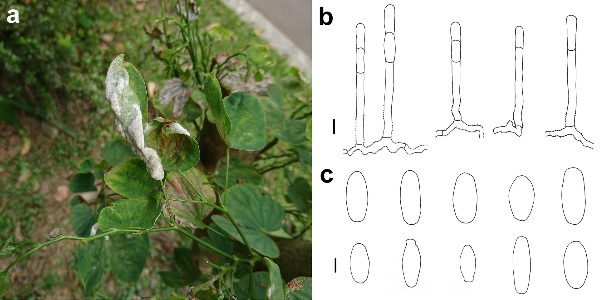 Fig. 5