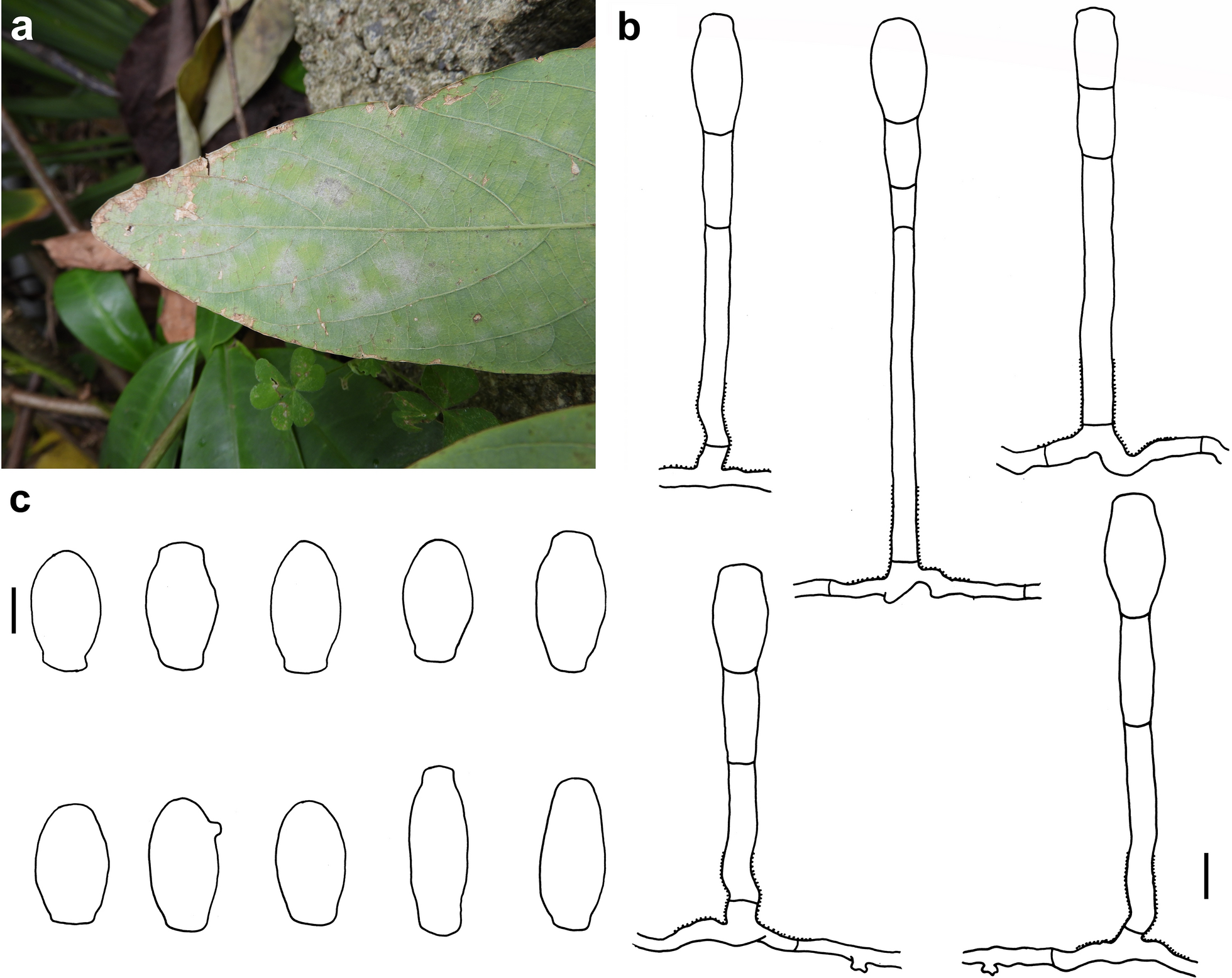 Fig. 7