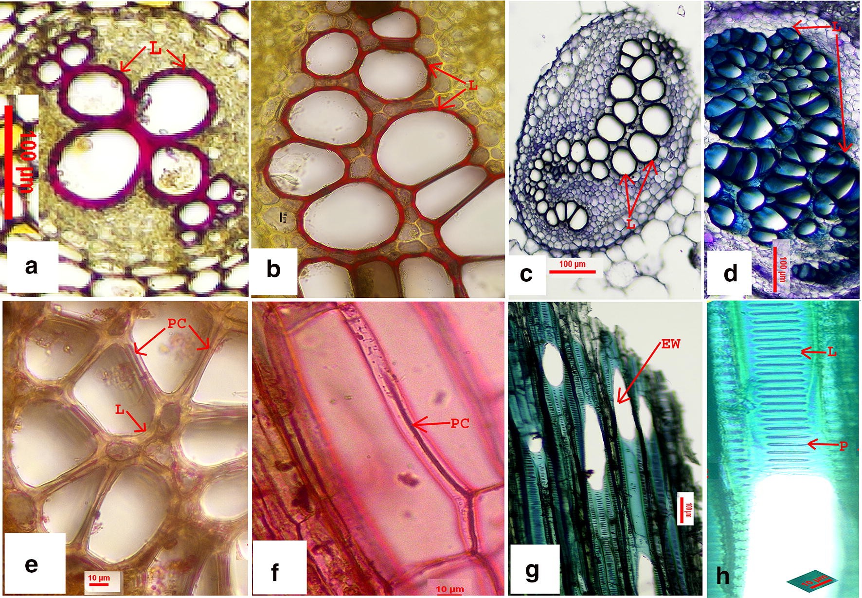 Fig. 2